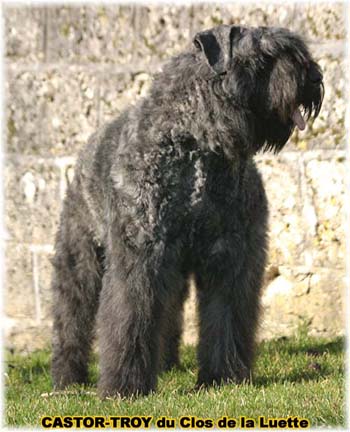 bouvier des flandres du clos de la luette - copyright déposé